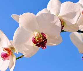 江津正规助孕捐卵机构，附正规捐卵机构报名表！